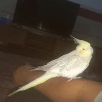 عروس هلندی گلباقالی نر بالغ