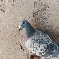 سلام نروماده سار شکلاتی|پرنده|بیرجند, |دیوار