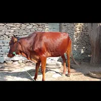 گاو ماده چاق و گوشتی مخصوص پرورش|حیوانات مزرعه|قشم, |دیوار