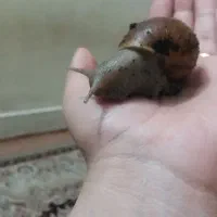 حلزون مولد|خزنده|کرج, خرمدشت|دیوار