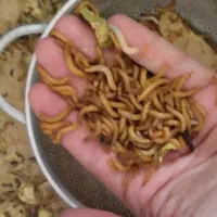 خزنده کرم میلورم