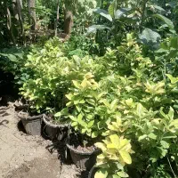 فروش شمشاد طلایی سطل 3.5