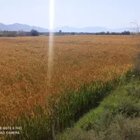 برنج کامفیروز