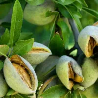 توزیع نهال بادام اسکندر یکساله فقط۵۰ تومان|خدمات باغبانی و درختکاری|رستمکلا, |دیوار