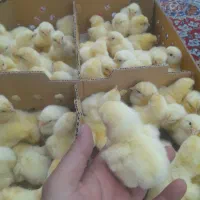 جوجه گوشتی راس ۳۰۸