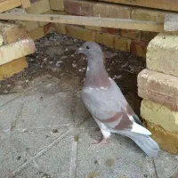 جوجه کبوتر مسافتی پلاکی آتم کفتر|پرنده|ارومیه, |دیوار