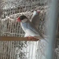 فروش یک جفت فنج سیلور|پرنده|شادگان, |دیوار