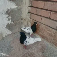 یه جفت سرسیاه کلاهی بدون دور چنگ