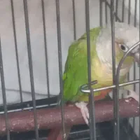 طوطی گرینچک بالغ|پرنده|ری, ظهیرآباد|دیوار