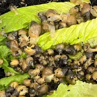 حلزون 1.5 سانتی اچاتینا البینو