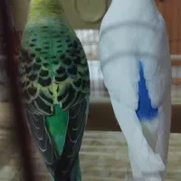 کوتوله جفت دستی.مرغ عشق رنگ خاص|پرنده|مشهد, نکاح|دیوار