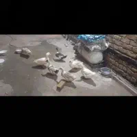 اردک|حیوانات مزرعه|کنگاور, |دیوار