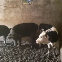 پنج.راس.گوساله.نروماده