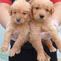 گلدن رتریور