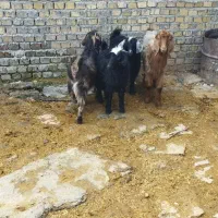 ۴عدد بزغاله ماده