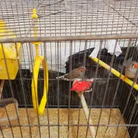 یک جفت فنچ زبرا درشت