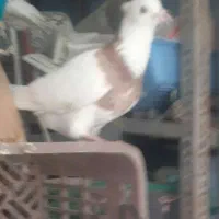 کبوترگمشده