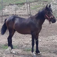 اسب گمشده|اسب و تجهیزات اسب‌سواری|مشهد, ویلاشهر|دیوار