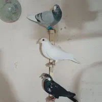 کفترپریده|پرنده|کرمان, |دیوار