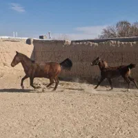 کره مادیان 1ساله نوه کامران قدیری