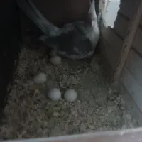 جفت عروس هلندی|پرنده|تهران, نازی‌آباد|دیوار