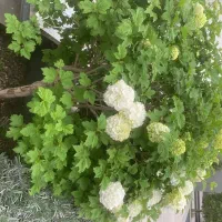 سمپاشی باغ های میوه وویلا