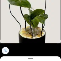 آبنما رومیزی طرح گلدان پتوس با پمپ و نور