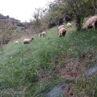 فروش بره گوسفند نر و ماده|حیوانات مزرعه|تالش, هشتپر|دیوار