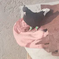 قاراسیاه ماده کاکلی|پرنده|محمدیه-قزوین, |دیوار