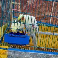 جفت عروس هلندی