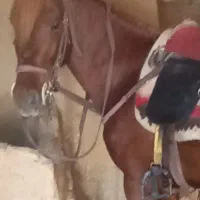 اسب