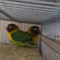 فروش عروس هلندی وطوطی برزیلی