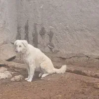 سگ نگهبان ماده