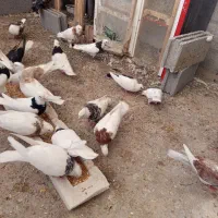 کفتر رنگی قیمت مناسب