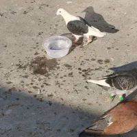 ۴تا کبوتر نر پرشی دیوانه