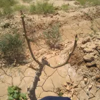 پیوند تخصصی پسته|خدمات باغبانی و درختکاری|مشهد, کوی المهدی|دیوار