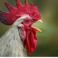 خروس