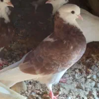 کبوترشازده