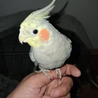 پرنده عروس هلندی