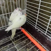 مرغ عشق دستی|پرنده|اردبیل, |دیوار