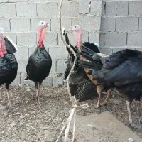 تخم بوقلمون موجود|حیوانات مزرعه|بندر گناوه, |دیوار