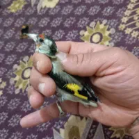 سهره|پرنده|کرج, حیدرآباد|دیوار