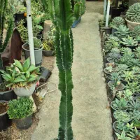 کاکتوس بزرگ|گل و گیاه طبیعی|تهران, شهرک چیتگر|دیوار