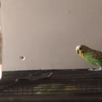 فروشی مست فوری به شرط