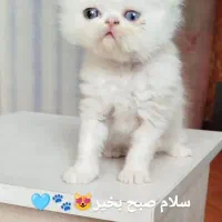گربه پرشین سوپر فلت عروسکی