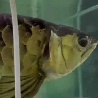 اروانا هایبک مانستر ماهی|ماهی|تهران, آشتیانی|دیوار