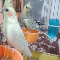 عروس هلندی