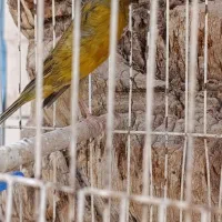 قناری نر ریزه خونی|پرنده|امیدیه, |دیوار