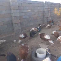 ۶ عدد بوقلمون نر محلی|حیوانات مزرعه|ماهیدشت, |دیوار