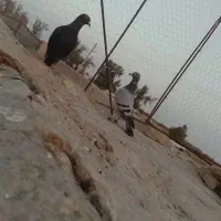 کبوتر نر|پرنده|زابل, |دیوار
